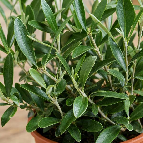 Mini Olive Bush in 15cm Pot