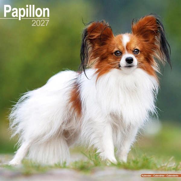 Papillon Calendar 2027, Wall Calendars, Month To View, Dogs, Gift