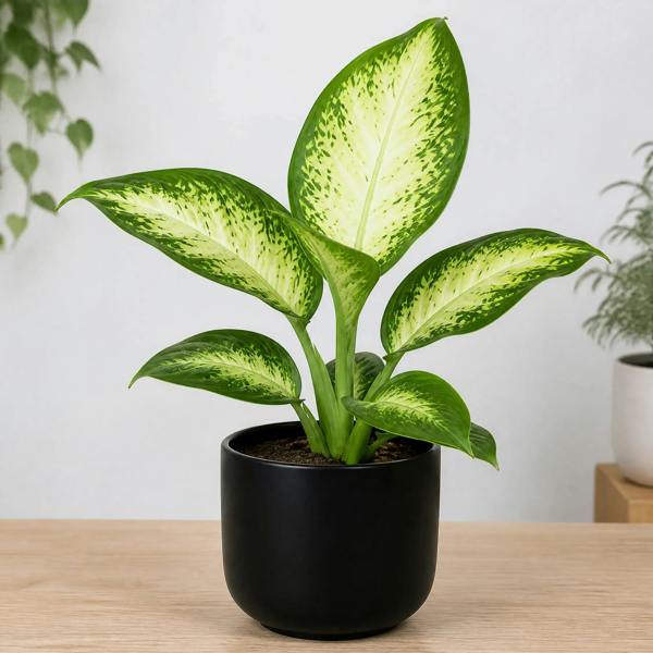 Dieffenbachia Camilla Dumb Cane 12cm Pot Plants By Post