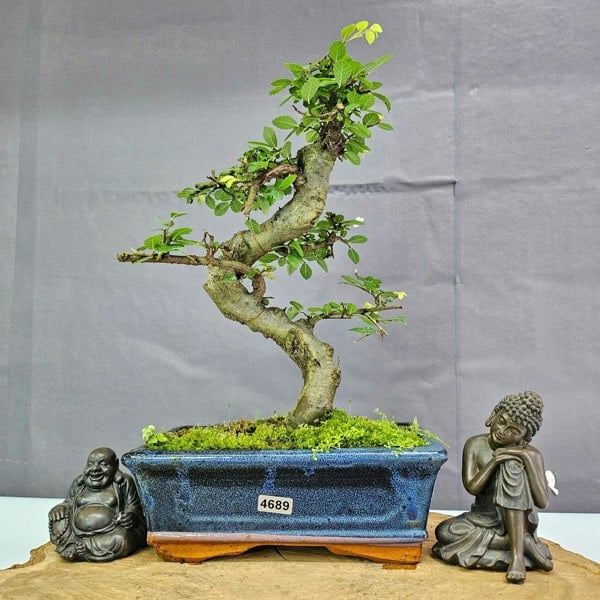 Yorkshire Bonsai Chinese Elm (Ulmus Parvifolia) Bonsai Tree | Shaped | In 20cm Pot