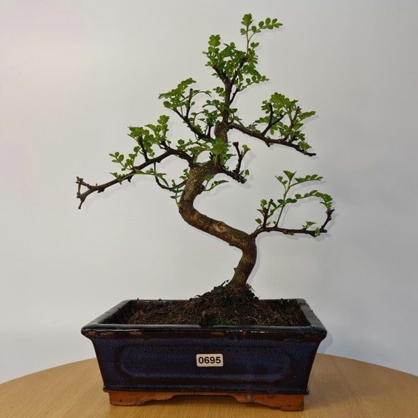 Chinese Pepper (Zanthoxylum Pipertum) Bonsai Tree | Shaped | In 20cm Pot