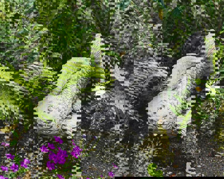 Koi Carp Fish Garden Ornament