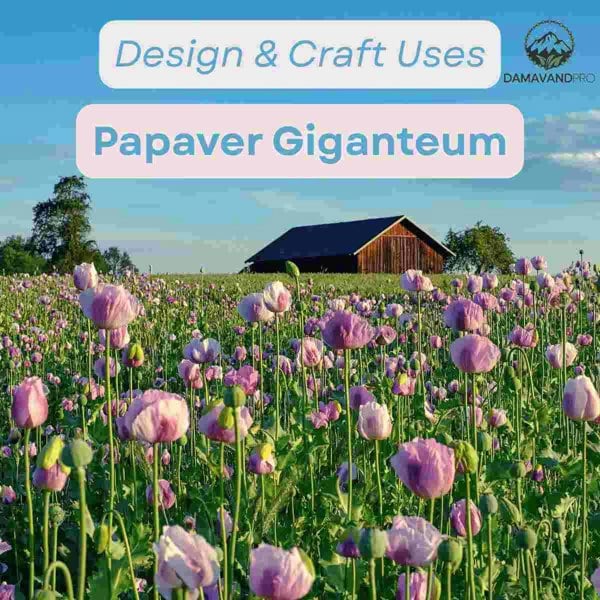 Giant breadseed poppy Papaver Giganteum with mixed white pink and purple flowers in full sun