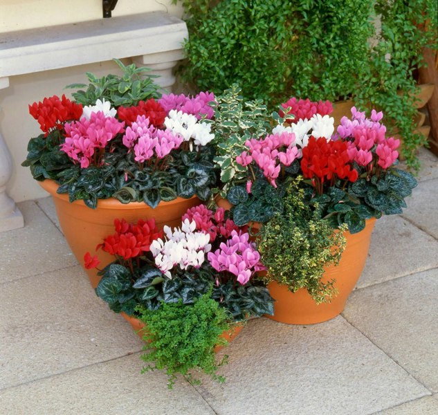 Cyclamen Mixed 6 Pack x 2 (12 Plants)