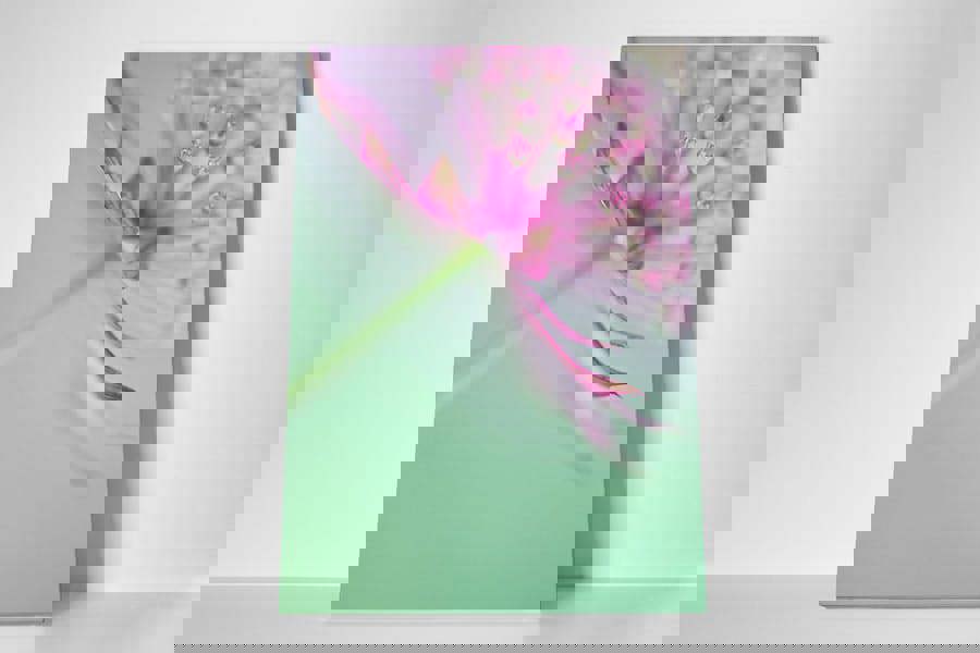 photographic flower study by Jacky Parker