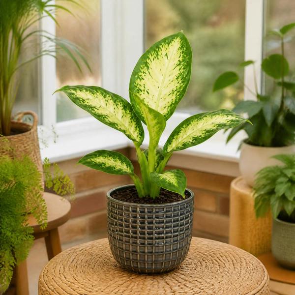 Dieffenbachia Camilla Dumb Cane 12cm Pot Plants By Post