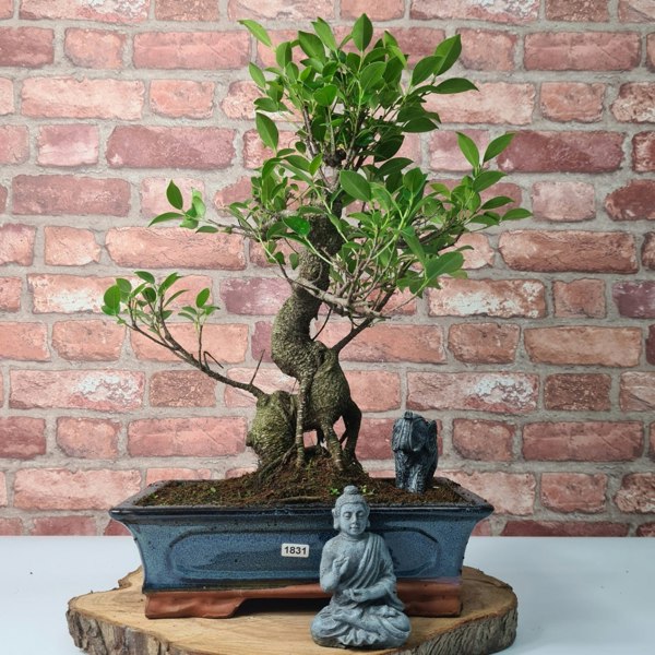 Yorkshire Bonsai Ficus Microcarpa (Banyan Fig) Indoor Bonsai Tree | Shaped | In 30cm Pot