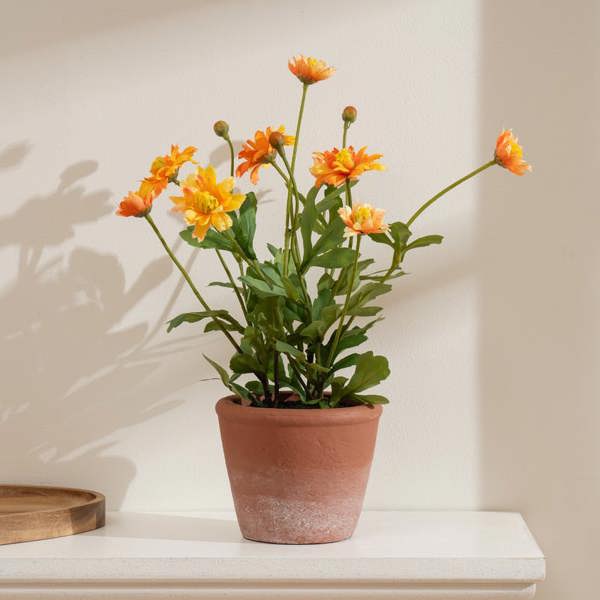 Scottish Everlastings 34cm Pyrethrum Daisy Orange in Terracotta Pot