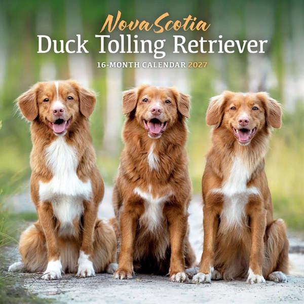 Nova Scotia Duck Tolling Retriever Calendar 2027, Wall Calendars, Month To View, Dogs, Gift