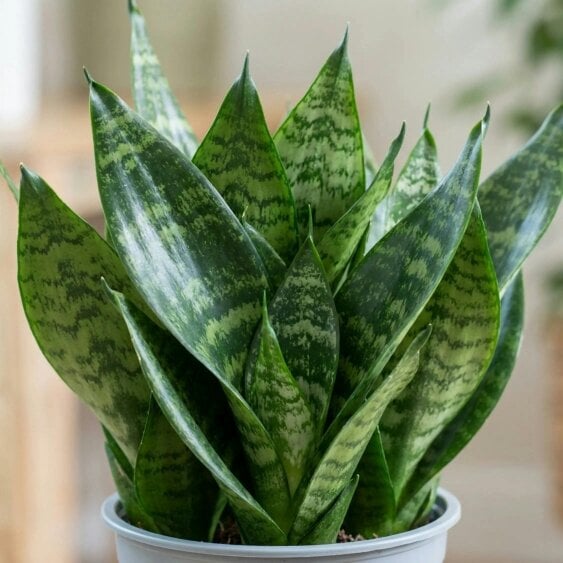 Sansevieria Snake Plant – Air Purifying Easy Care Indoor Houseplant