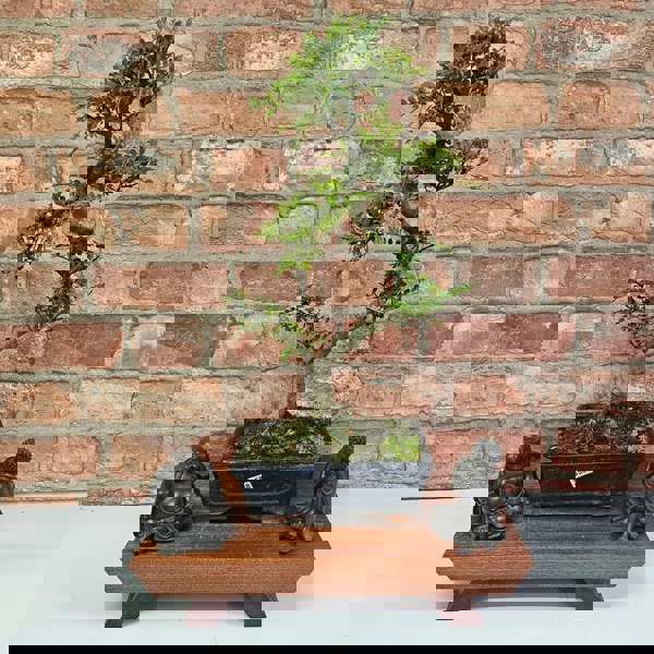 Yorkshire Bonsai Chinese Pepper (Zanthoxylum Pipertum) Bonsai Tree | Shaped | In 20cm Pot