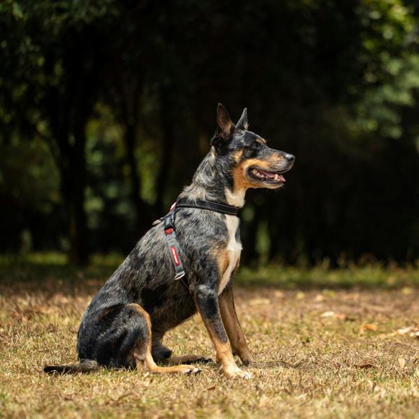 EzyDog Crosscheck Dog Harness in Black