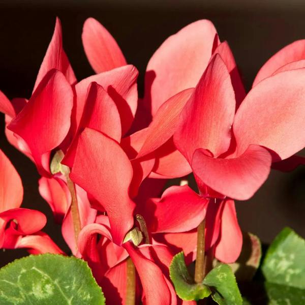Cyclamen Flame Scarlet 1Ltr Pot Pack of 3 & 6 Flowering Plants Plants By Post