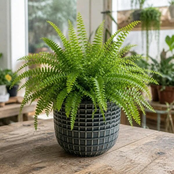 Nephrolepis Boston Fern – Lush Feathery Green Indoor Houseplant - Braga Grey Ceramic