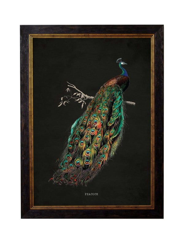 Exceptional Art c.1847 Peacocks - Dark
