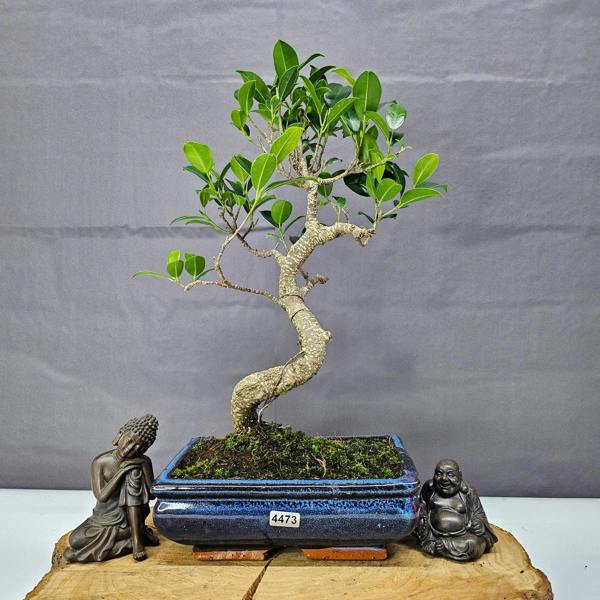 Yorkshire Bonsai Ficus Microcarpa (Banyan Fig) Indoor Bonsai Tree | Shaped | In 20cm Pot