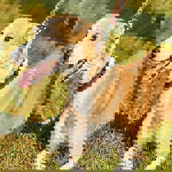 Heritage Traditions Heritage Hounds Tartan Dog Lead and Collar Set