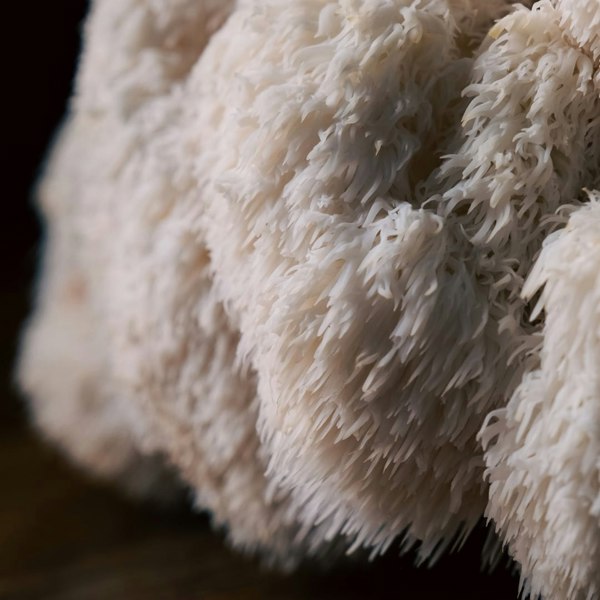 Urban Farm-It Lion's Mane Mushroom Growing Kit