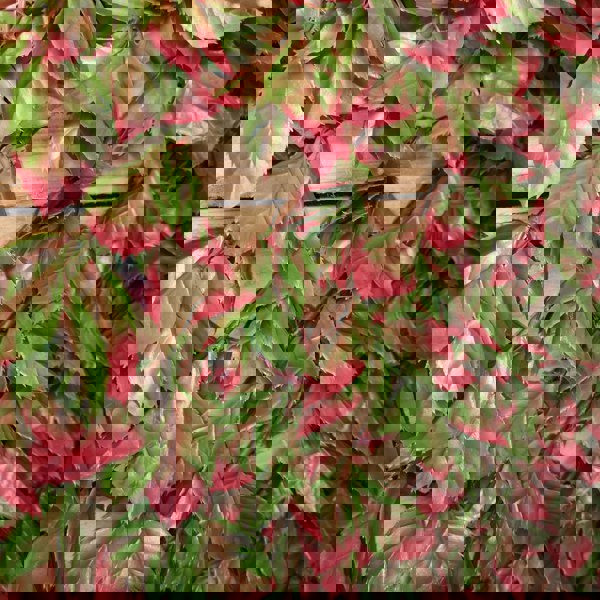 Samuel Alexander 100cm x 200cm Artificial Fence Garden Trellis Privacy Screening Indoor Outdoor Wall Panel - Red Beech Leaf