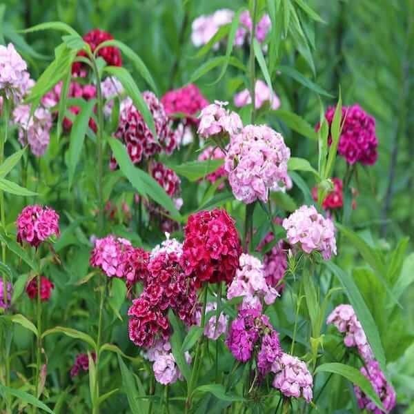 dianthus barbatus seeds