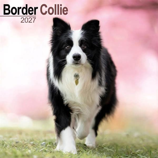 Border Collie Calendar 2027, Wall Calendars, Month To View, Dogs, Gift