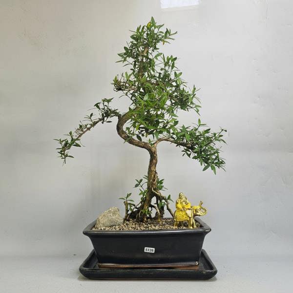 Yorkshire Bonsai Snow Rose (Serissa) Premium Bonsai Tree Bundle | Shaped | In 26cm Pot | 5326