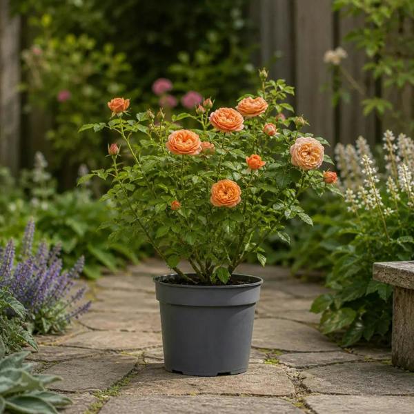 5L Rose Many Happy Returns Peach Rose Bush - Beautiful Flowering Garden Plant