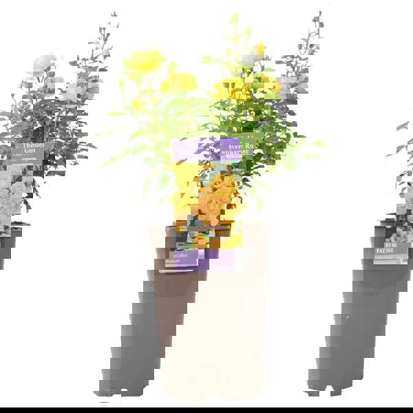 The Golden Anniversary Rose - Yellow Patio Rose with Fragrance Plants By Post