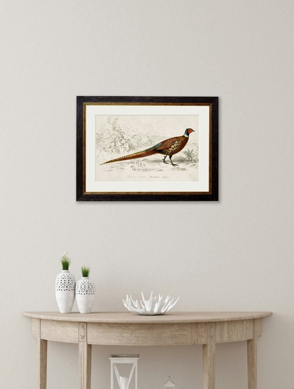Exceptional Art c.1850's Pheasant