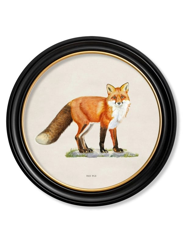 Exceptional Art Red Fox - Round Frame