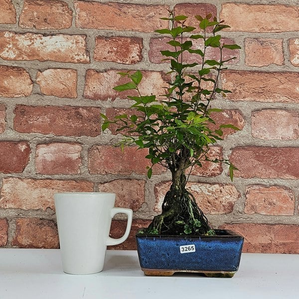 Yorkshire Bonsai Bird Plum (Sageretia) Bonsai Tree | Broom | In 15cm Pot