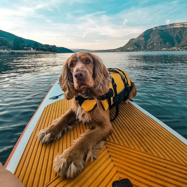 EzyDog DFD Standard Dog Life Jacket in Yellow
