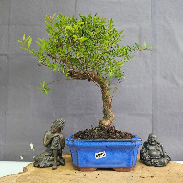 Yorkshire Bonsai Brush Cherry (Syzygium) Bonsai Tree | Broom | In 15cm Pot