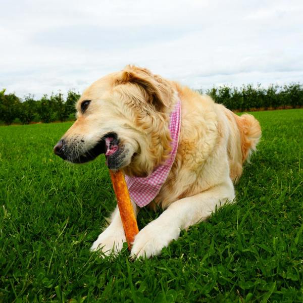 Favour Collagen Chicken 10" Retriever Rolls 105g
