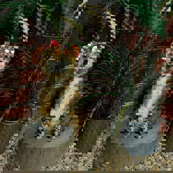 St Helens Female Bear With Light Up Head band