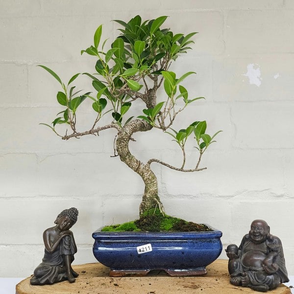 Yorkshire Bonsai Ficus Microcarpa (Banyan Fig) Indoor Bonsai Tree | Shaped | In 20cm Pot