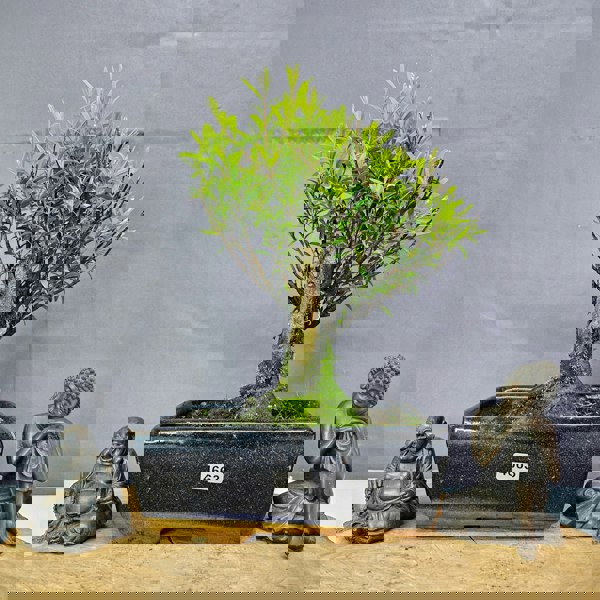 Yorkshire Bonsai Brush Cherry (Syzygium) Bonsai Tree | Broom | In 20cm Pot