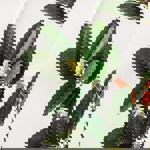 TU801 Artificial Plant-Weilai Concept-Weilai Concept