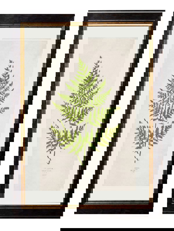 Exceptional Art c.1864 Collection of British Ferns