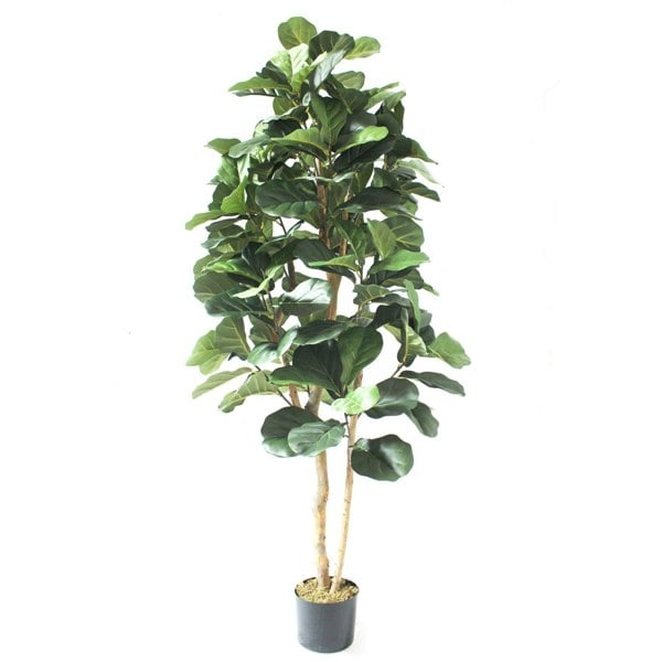 Leaf 180cm Artificial Fiddle Fig Deluxe Tree