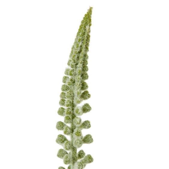 Wyld Haus Set of 3 Artificial Flowers White Eremurus Stems