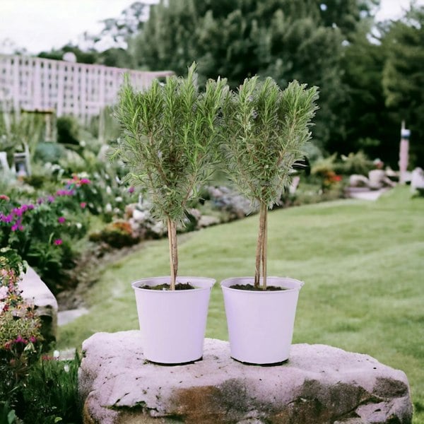 Rosemary Tree 45cm