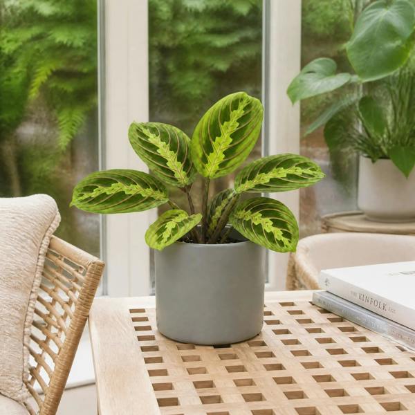 Maranta Lemon Lime Prayer Plant 12cm Pot – Variegated Indoor Houseplant The Rose Press Garden