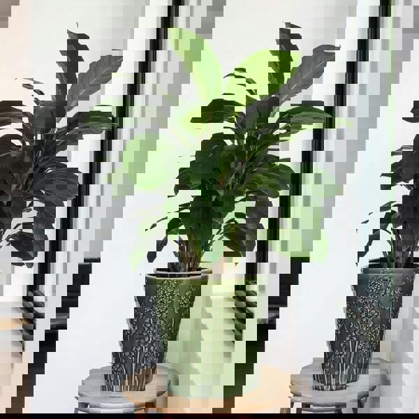 Lithgow Green Ceramic Plant Pot H19 x W20.5cm