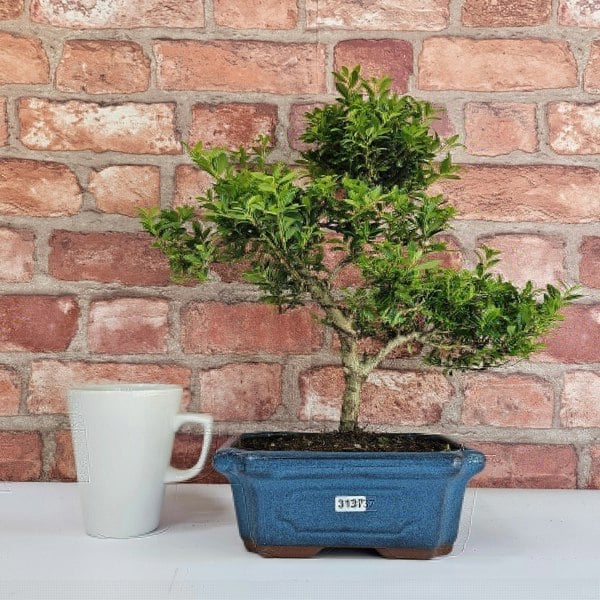 Yorkshire Bonsai Japanese Holly (Ilex Crenata) Bonsai Tree | Shaped | In 20cm Pot