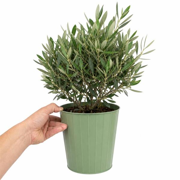 3L Bush Olive Indoor & Outdoor Evergreen