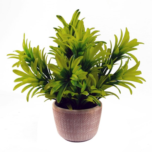 Leaf 22cm Foliage Honey Plant Light Green in Terracotta Pot