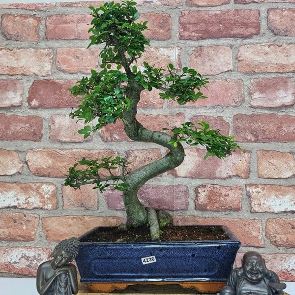 Yorkshire Bonsai Chinese Elm (Ulmus Parvifolia) Bonsai Tree | Shaped | In 25cm Pot