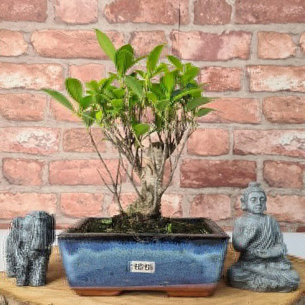 Ficus Microcarpa (Banyan Fig) Indoor Bonsai Tree | Broom | In 15cm Pot - Yorkshire Bonsai