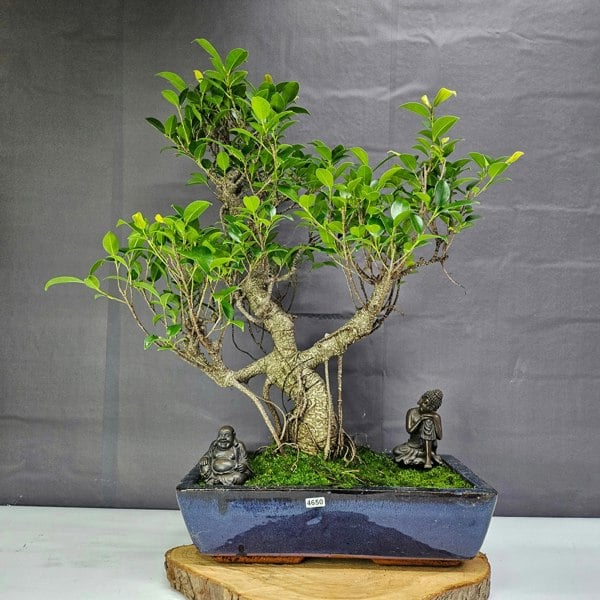 Yorkshire Bonsai Ficus Microcarpa (Banyan Fig) Large Indoor Bonsai Tree | Shaped | In 35cm Pot